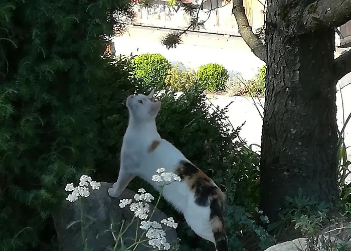 Апартаменты Angererhof Райт (Альпбахталь)