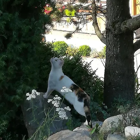 Apartment Angererhof Reith im Alpbachtal